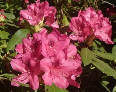 Rhody2.webp