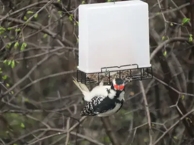 image-1442790178.webp