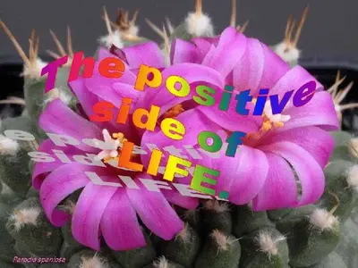 image-2044957777.webp