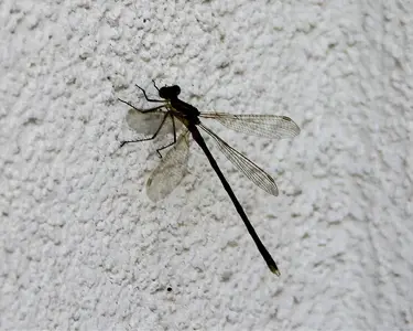 image-4194404756.webp
