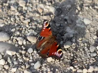 image-3015387513.webp