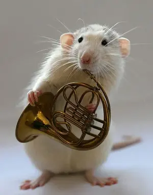 Rat_FrenchHorn.webp