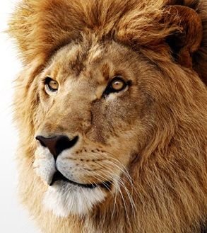 Lion Head.jpg