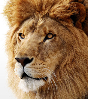 Lion Head.png