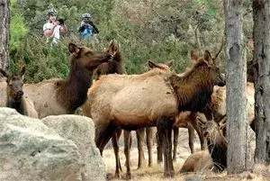 elk.webp
