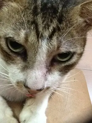 image-4216915296.webp