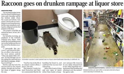 DrunkRaccoon.webp