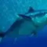 Tuna7
