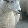 Smelly_old_goat