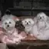 CatFromFL
