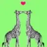 Giraffe22