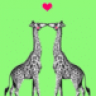 Giraffe22