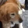 Metpom