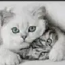 bluemchen