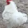 FrizzleChicken