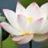 LotusBlossom211