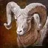 bighornbill