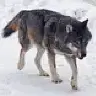 Wolfboy