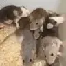 Jake the rat lover