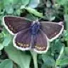 brownargus