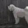 broeddog