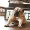 85 Bulldog