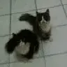 kitty.achja