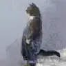 sliding cat