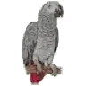 greyparrot