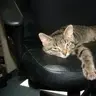 Jurassicat