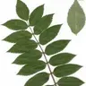 mountain-ash