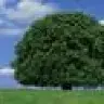 Beech