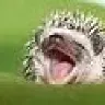 HedgeHogLuvva