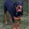 Woofus