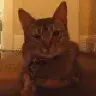 uberchow