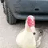 lizard