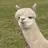 Alpaca