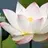 LotusBlossom211