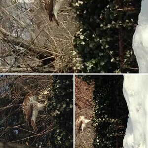 REDTAIL  HAWK  ....WHAT?   In my backyard !!!!