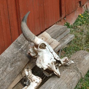 Still Life - Buffalo Skull