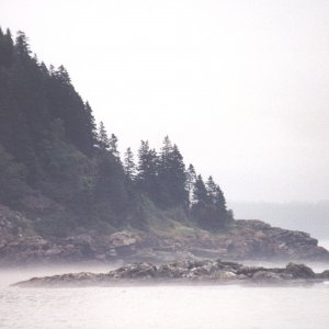 Maine Coastlibe- Fog