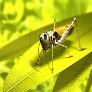 wallpaper_grasshopper