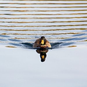 Calm Water Duck