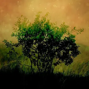 tree