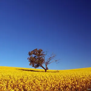 Lonely Tree