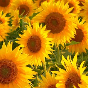 sunflowers