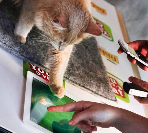 cat games