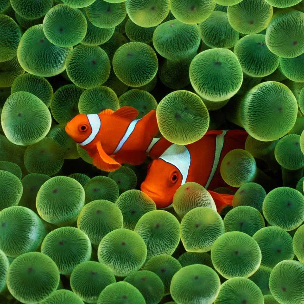 Clown Fish