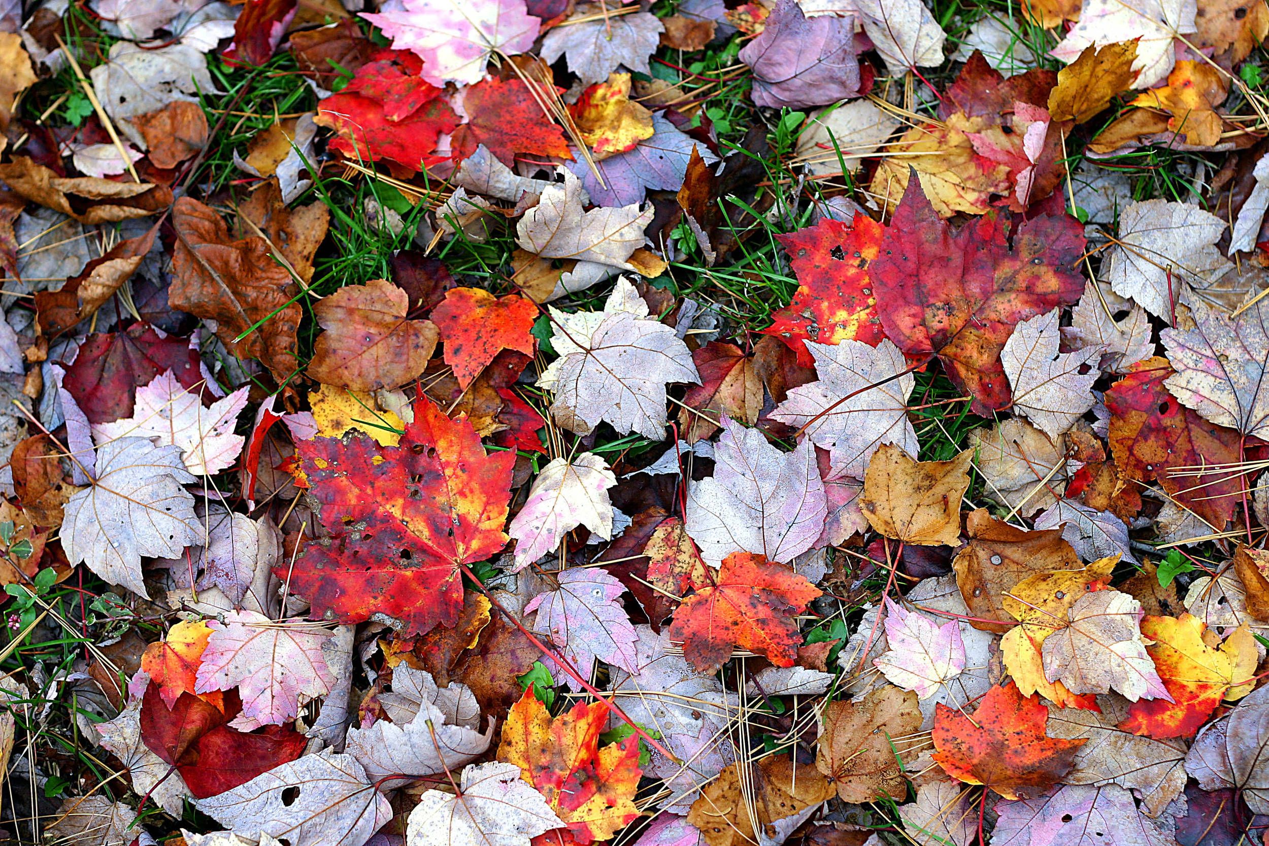 Fall_Leaves2