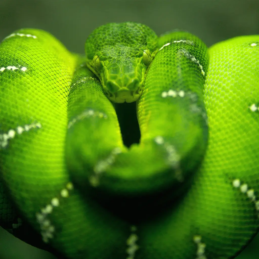 Green Snake
